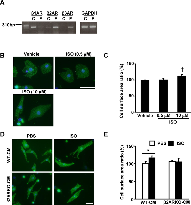 Fig 3.