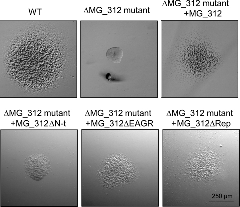 FIG. 4.