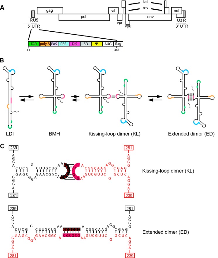 FIGURE 1.