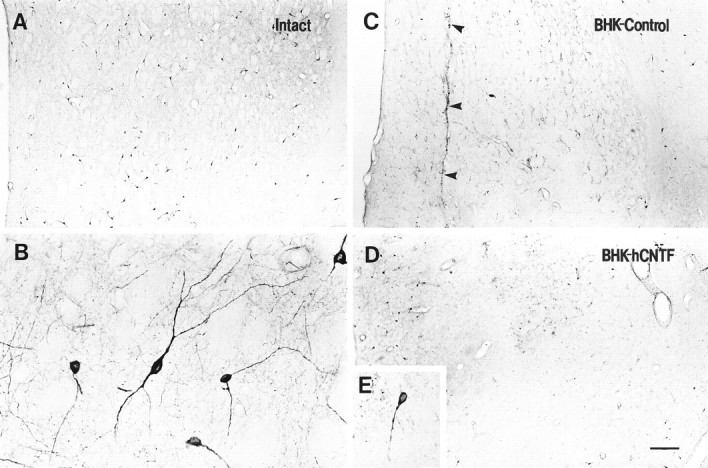 Fig. 10.