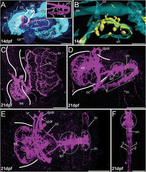 Fig. 8