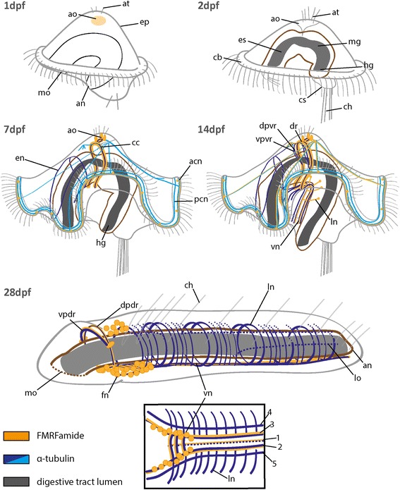 Fig. 5