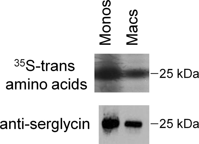 FIGURE 3.