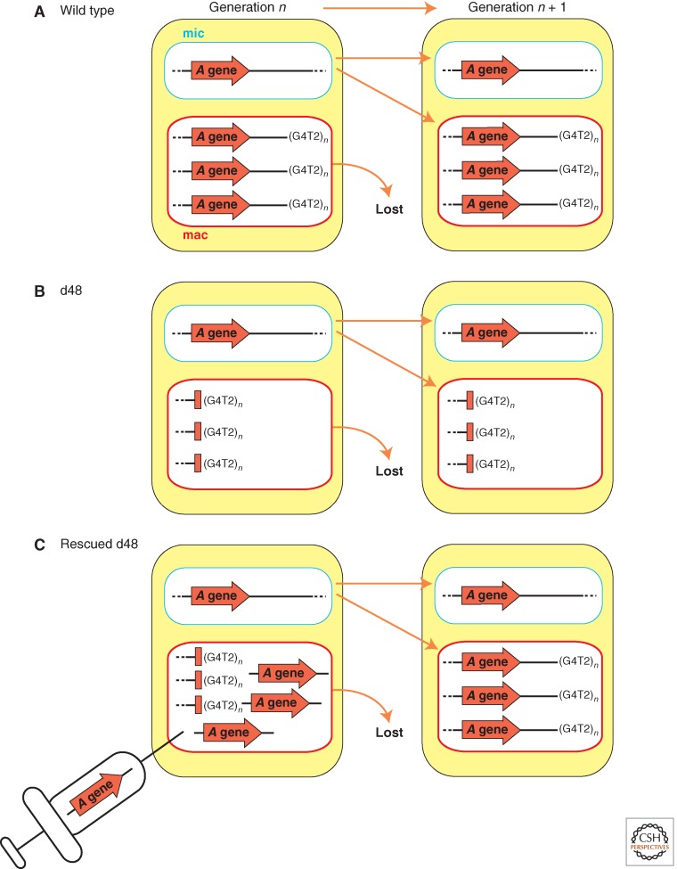 Figure 4.