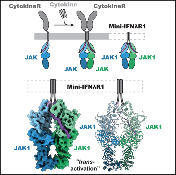 Structural basis of Janus kinase trans-activation - PMC