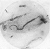 248-3