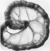 248-1