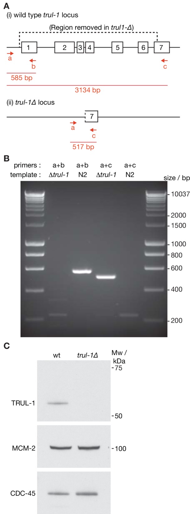 Figure 2—figure supplement 1.