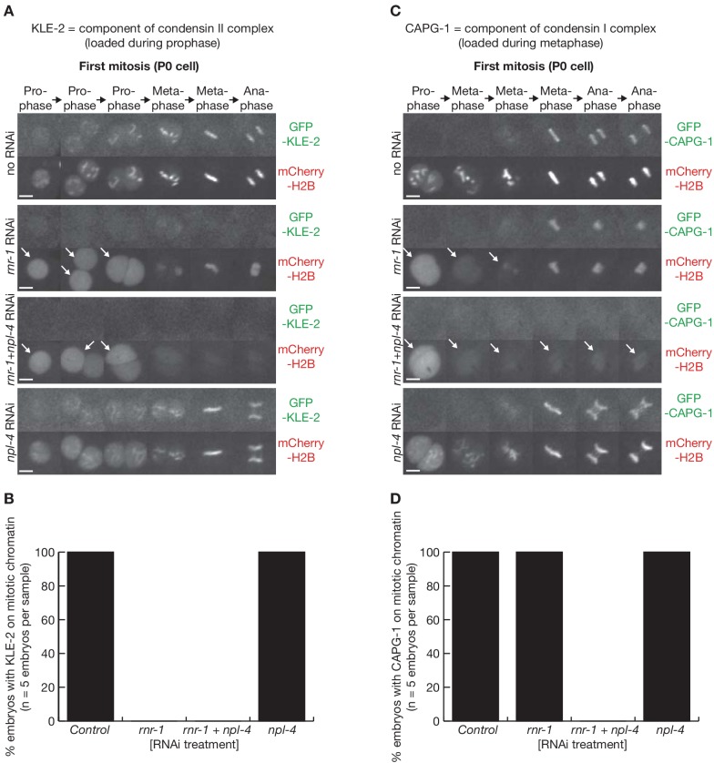 Figure 1—figure supplement 2.