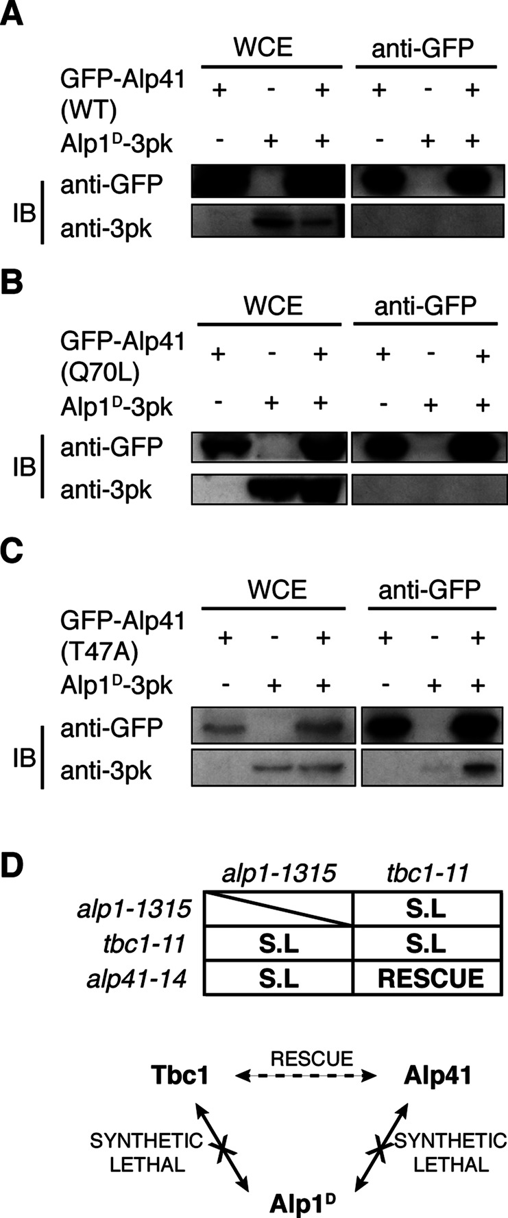 FIGURE 5: