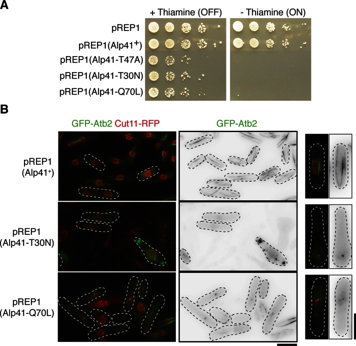 FIGURE 4: