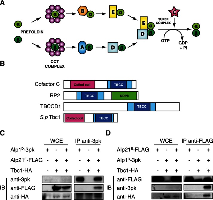 FIGURE 1: