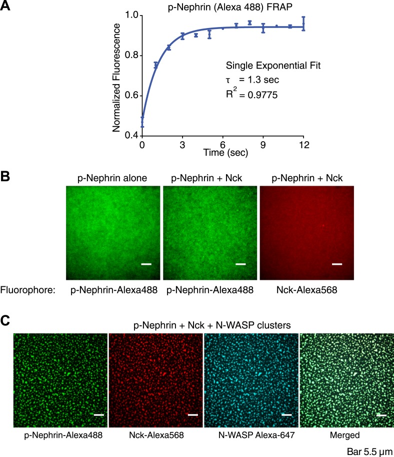 Figure 1—figure supplement 1.