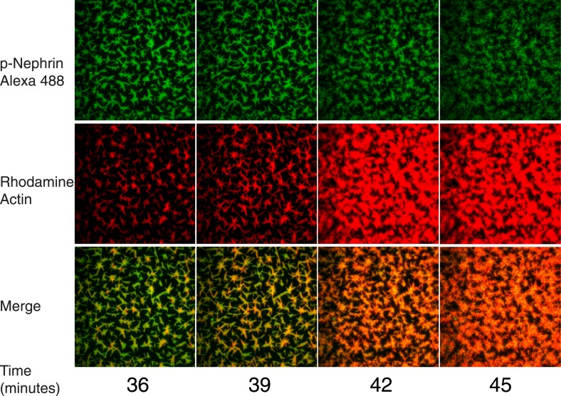 Figure 7—figure supplement 2.