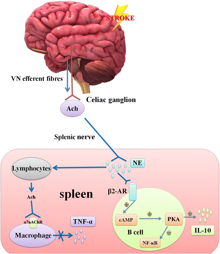 Fig. 5