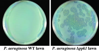 Fig. 6.