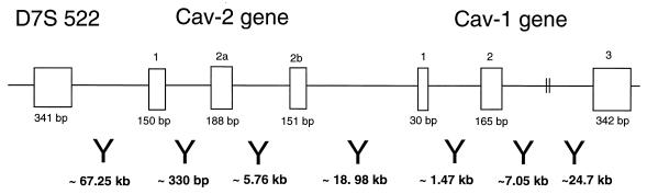 FIG. 5