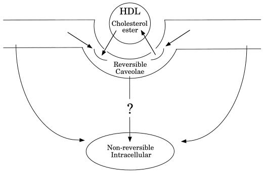 FIG. 7