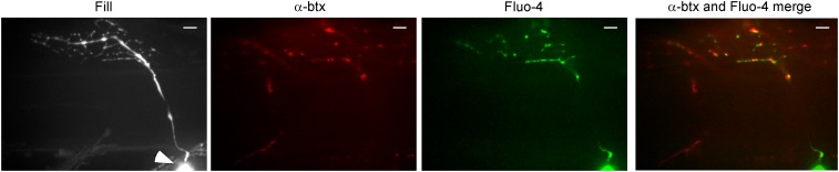 Figure 4.