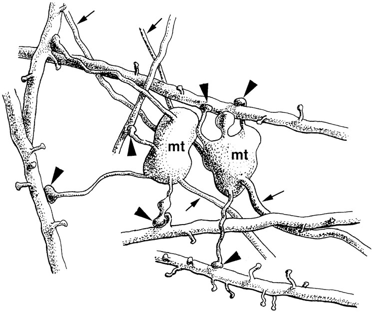 Fig. 12.