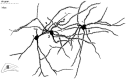 Fig. 9.