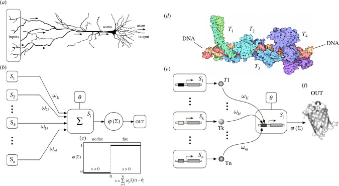 Cognitive networks may exhibit a unique logic of nonlinear response functions.