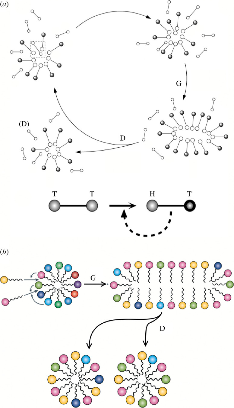 Information-free protocell division.