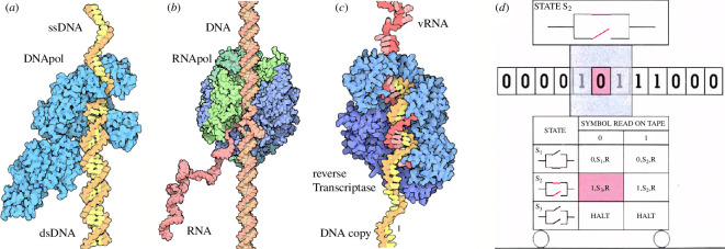 Linear polymers, information and computation.