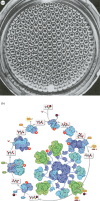 Cyclic structures characterize dissipative systems that reach non-equilibrium steady states due to external driving.