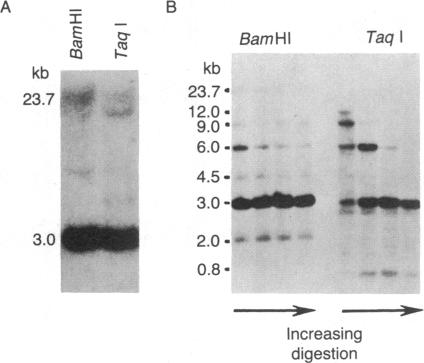 graphic file with name pnas00616-0277-c.jpg