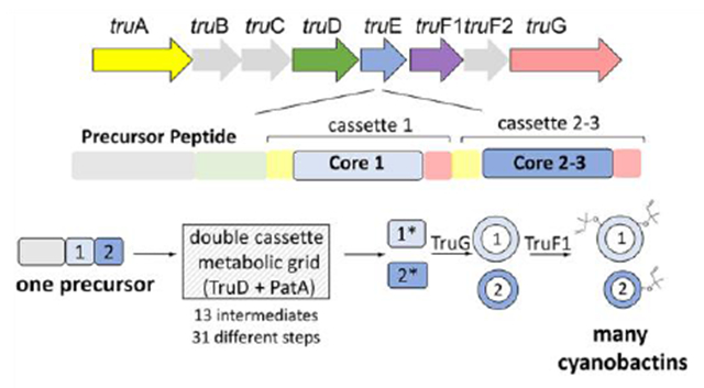 graphic file with name nihms-1018895-f0008.jpg