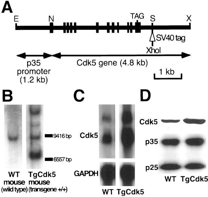 Fig. 1.