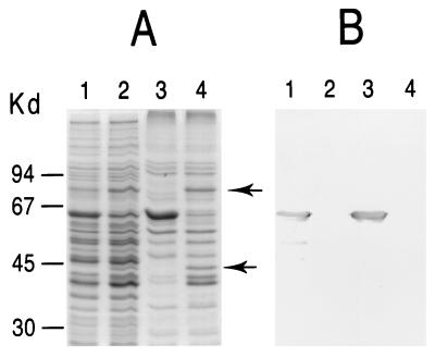 FIG. 6