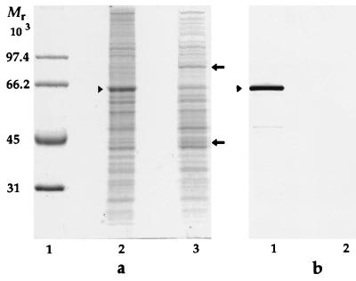 FIG. 3