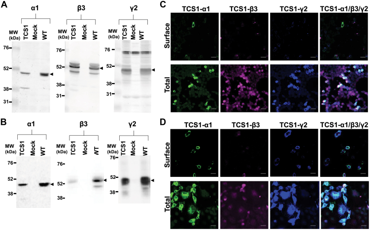 Figure 2