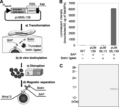 FIG. 4.