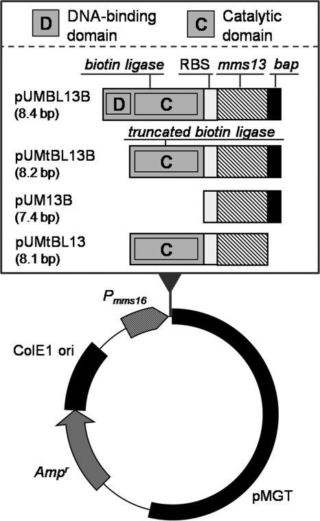 FIG. 1.