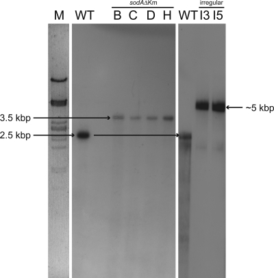 FIG. 4.