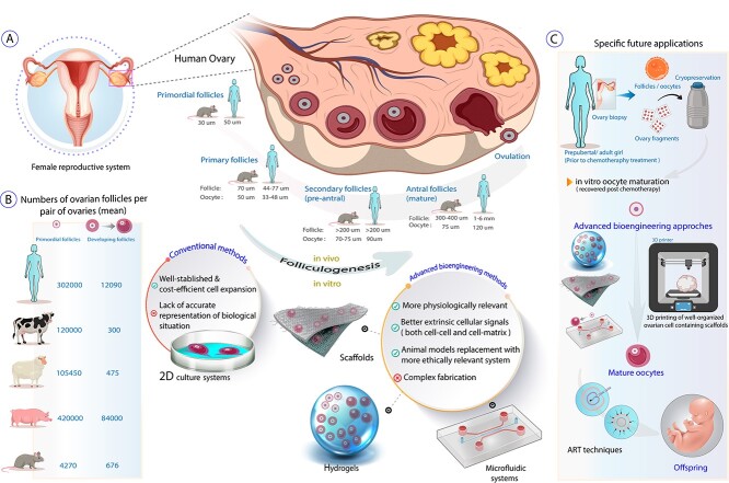 Graphical Abstract