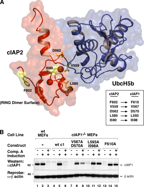 FIGURE 1.