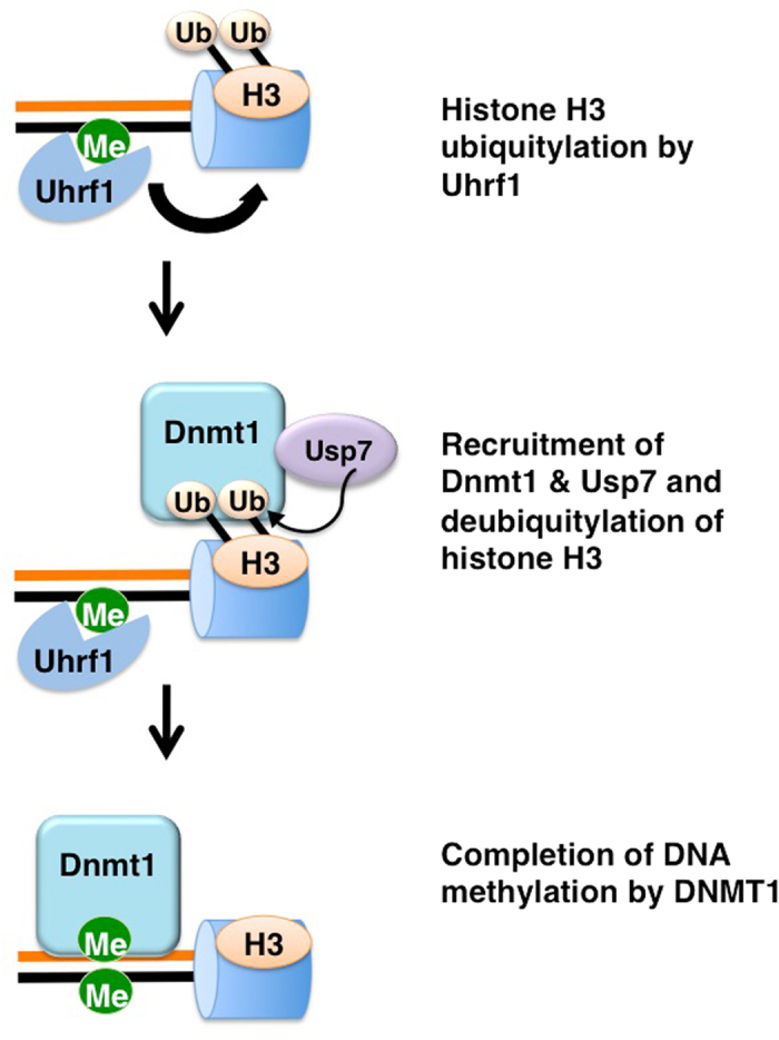 Figure 7