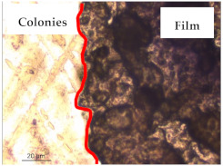 graphic file with name polymers-13-00870-i014.jpg