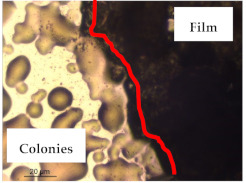 graphic file with name polymers-13-00870-i008.jpg