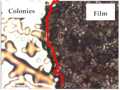 graphic file with name polymers-13-00870-i003.jpg