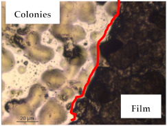 graphic file with name polymers-13-00870-i018.jpg