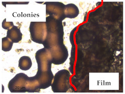 graphic file with name polymers-13-00870-i005.jpg