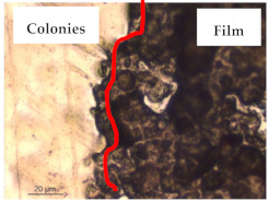 graphic file with name polymers-13-00870-i015.jpg