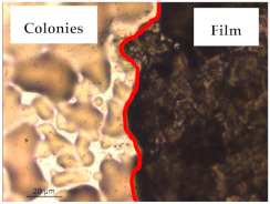 graphic file with name polymers-13-00870-i009.jpg