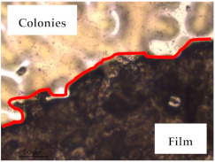 graphic file with name polymers-13-00870-i017.jpg