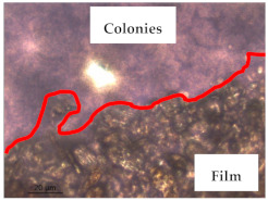 graphic file with name polymers-13-00870-i012.jpg